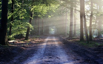 The Power of Tree Bathing: How Immersing Yourself in Nature Can Help You...